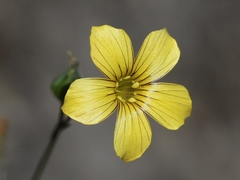 Linum setaceum