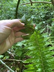 Polystichum braunii × munitum