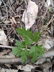 Physospermum