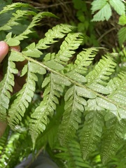 Polystichum braunii × munitum