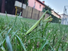 Mantis religiosa