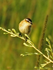 Culicivora caudacuta