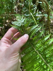 Polystichum braunii × munitum