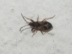 Scolopostethus affinis