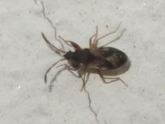 Scolopostethus affinis