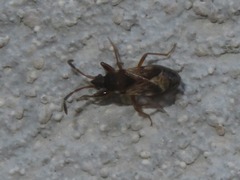 Scolopostethus affinis