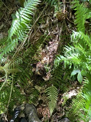 Polystichum braunii × munitum