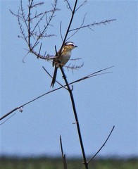 Culicivora caudacuta