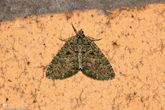 Austrocidaria callichlora