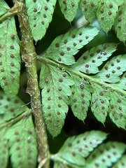 Polystichum braunii × munitum