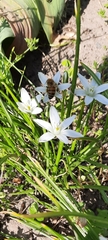 Ornithogalum orthophyllum