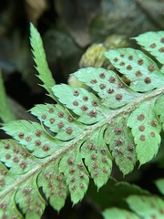 Polystichum braunii × munitum