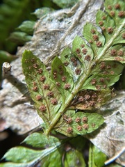 Polystichum braunii × munitum