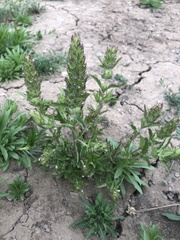 Dracocephalum parviflorum