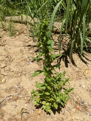 Urtica urens