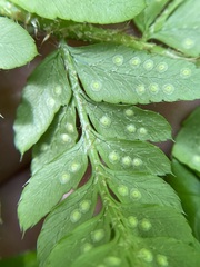 Polystichum braunii × munitum
