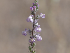 Sairocarpus coulterianus