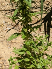 Urtica urens