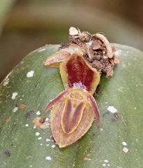 Pleurothallis matudana