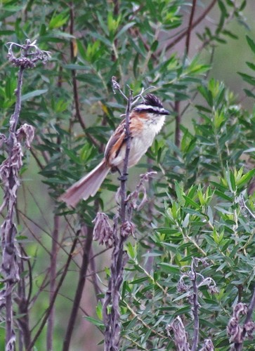 Sharp-tailed Grass Tyrant (Culicivora caudacuta), photo 9