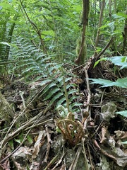 Polystichum braunii × munitum