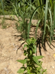 Urtica urens