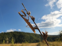 Mantis religiosa