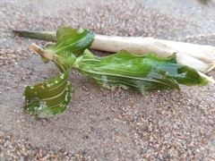 Potamogeton perfoliatus