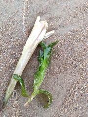 Potamogeton perfoliatus