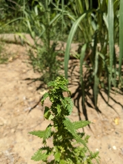 Urtica urens