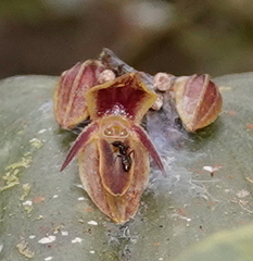 Pleurothallis matudana