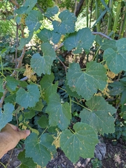 Vitis californica