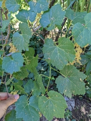 Vitis californica