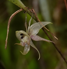 Pleurothallis pulvinaris