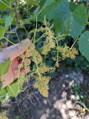 Vitis californica