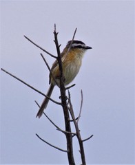 Culicivora caudacuta