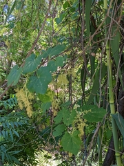 Vitis californica