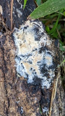 Steccherinum ciliolatum