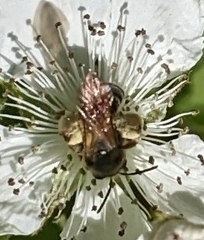 Andrena crataegi