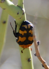 Euphoria fascifera