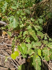 Vitis californica