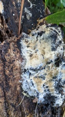 Steccherinum ciliolatum