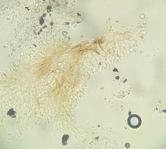 Steccherinum ciliolatum