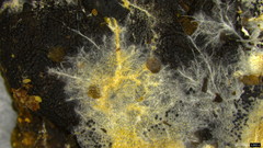 Steccherinum ciliolatum