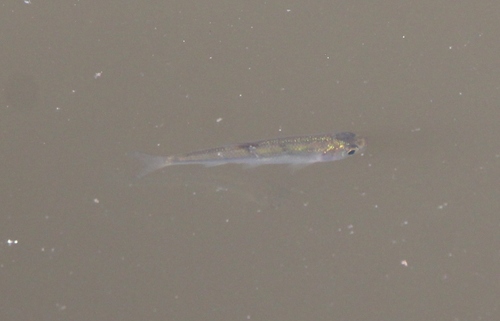 Sunbleak (Leucaspius delineatus) — Cyprinidae — 2