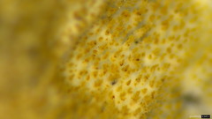 Steccherinum ciliolatum