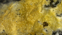 Steccherinum ciliolatum