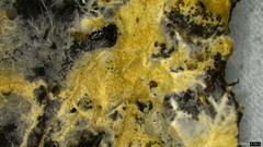 Steccherinum ciliolatum