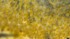 Steccherinum ciliolatum