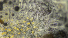 Steccherinum ciliolatum